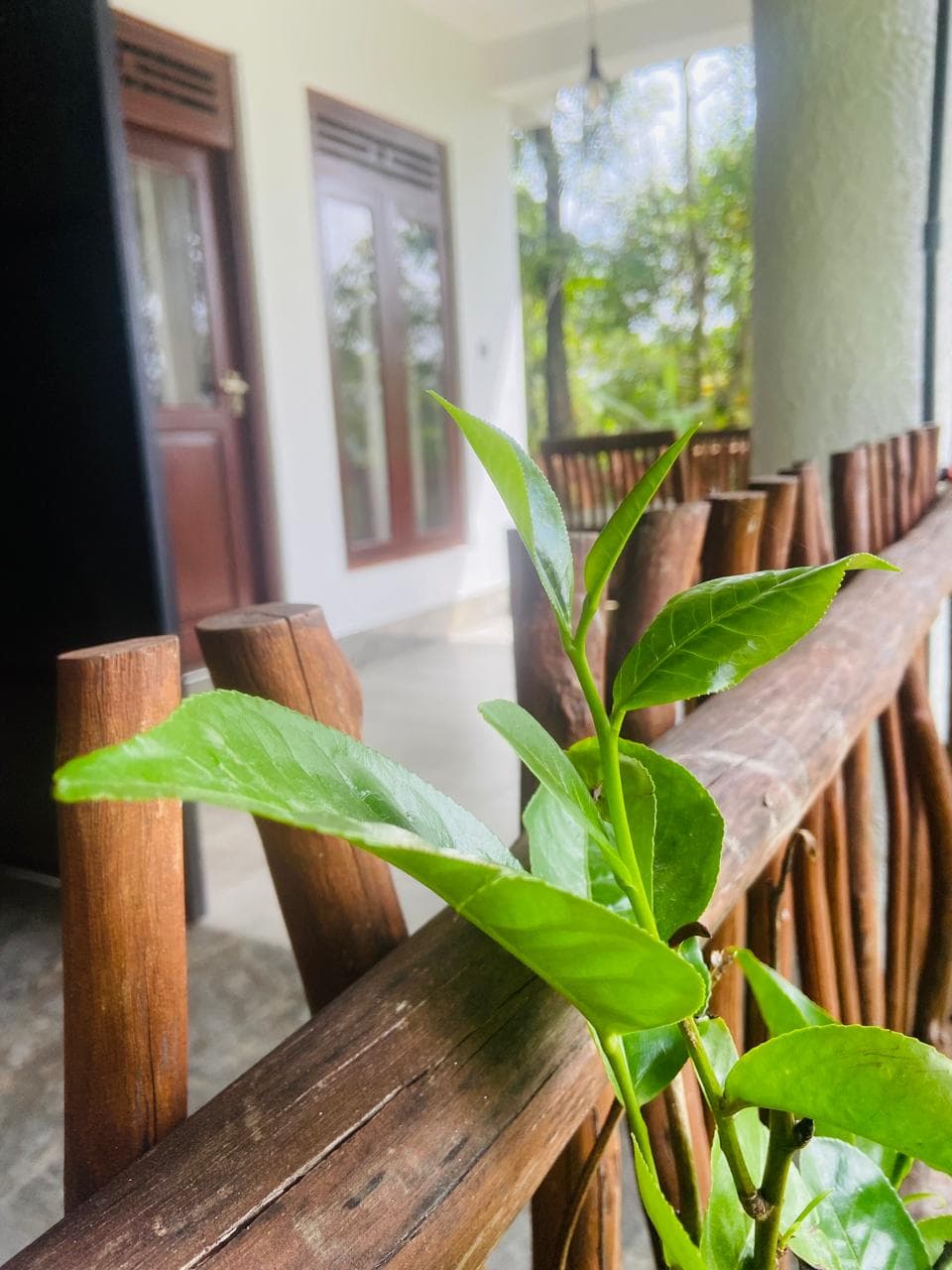 Tea leaves along the rustic balcony railing outside Hidden Cove